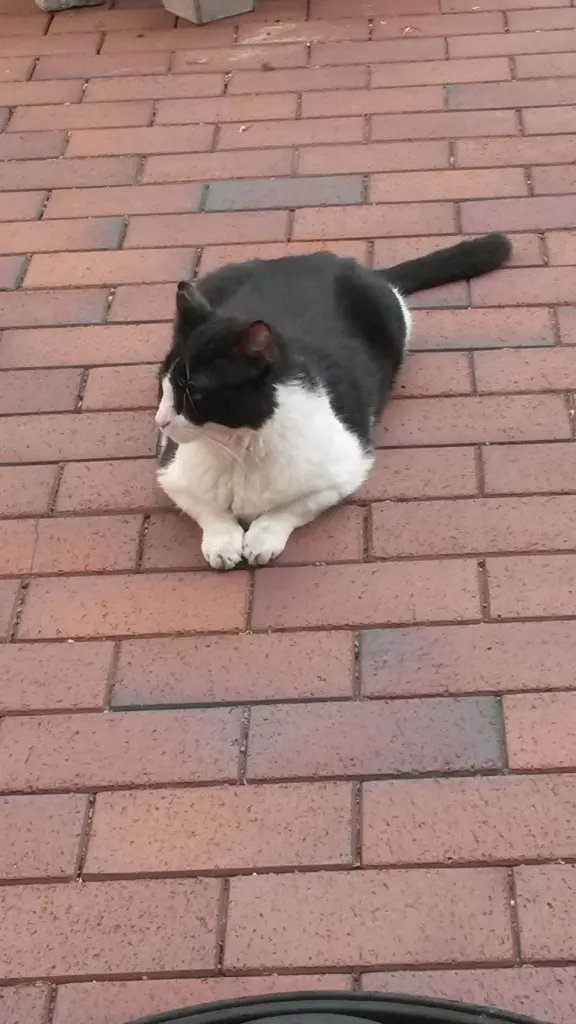 Andachtsbild von Monika