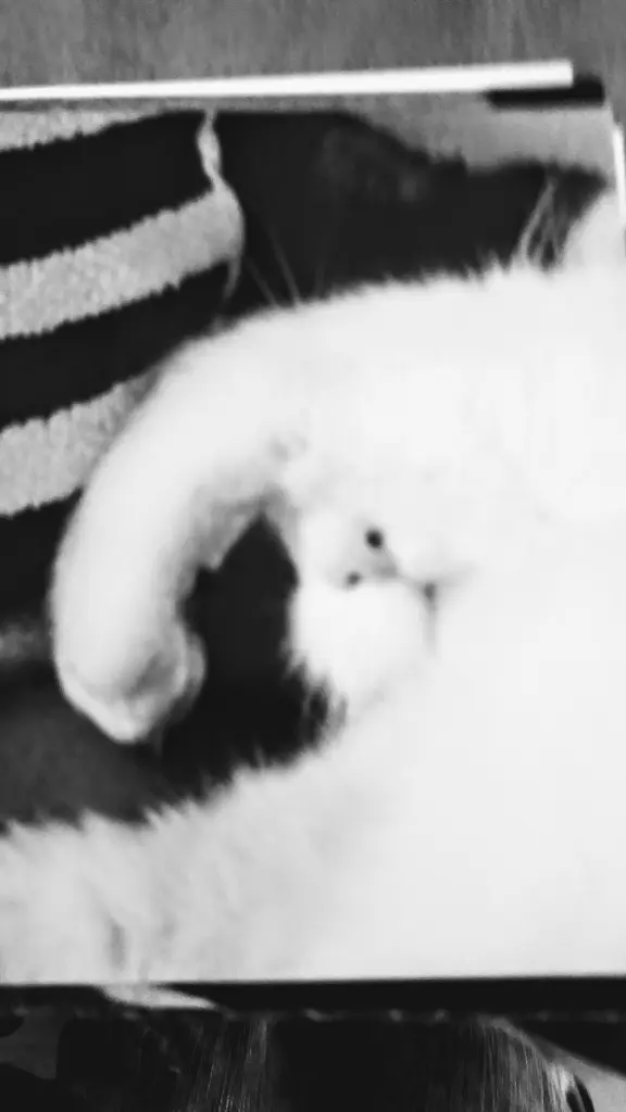 Andachtsbild von Monika