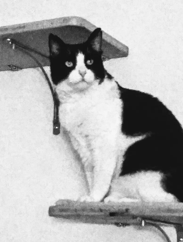 Andachtsbild von Monika