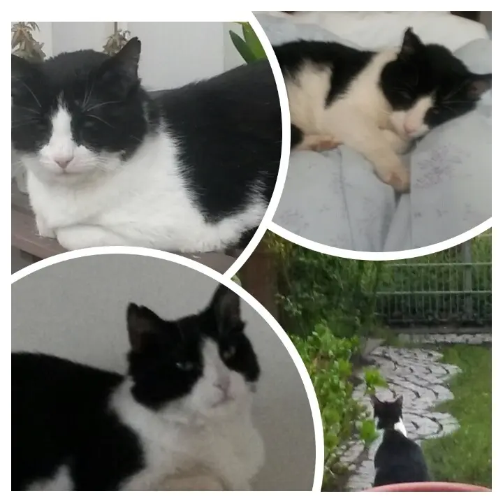 Andachtsbild von Monika