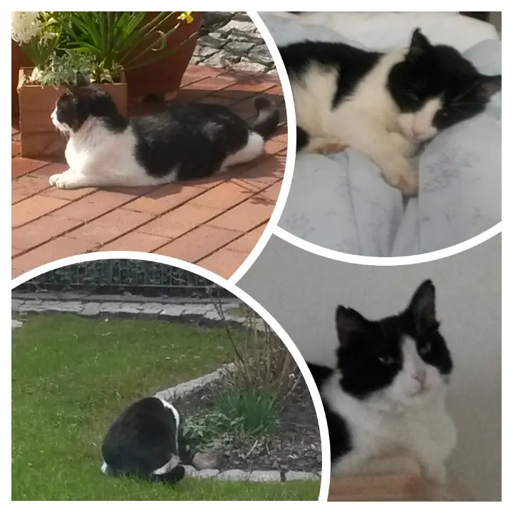 Andachtsbild von Monika mit Seelenkater Carlo tief im Herzen gestorben am 10. Juli 2017