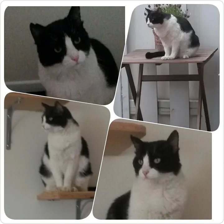 Andachtsbild von Monika mit Seelenkater Carlo tief im Herzen gestorben am 10. Juli 2017