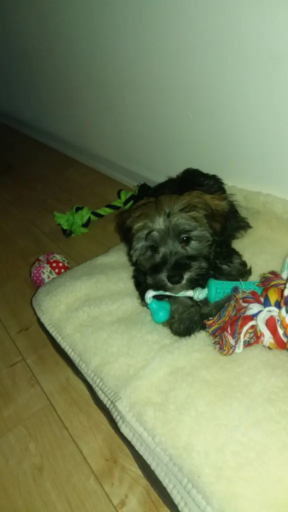 Andachtsbild von Deinen Beiden 