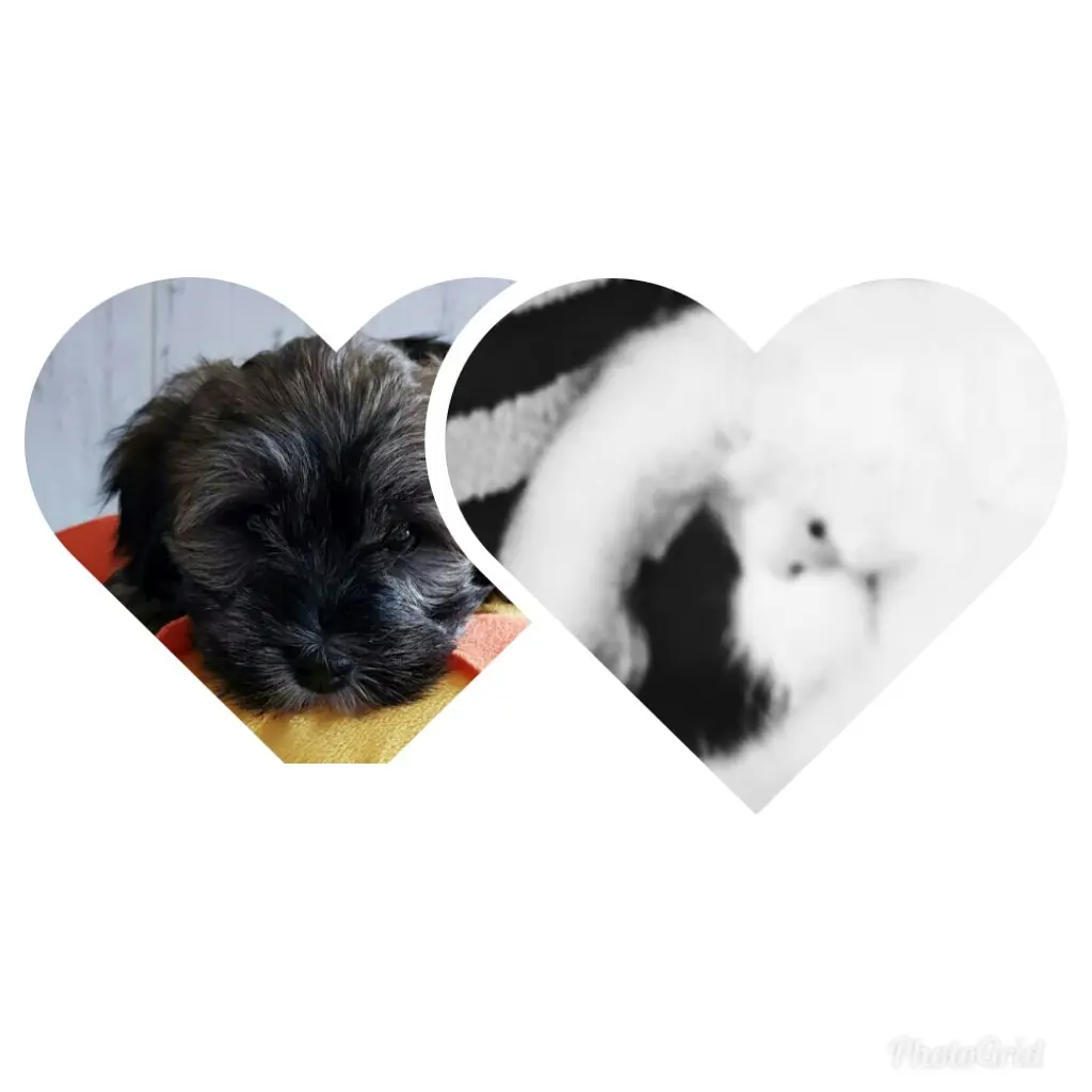 Andachtsbild von Monika mit Carlo im Herzen  und Brady an der Leine 