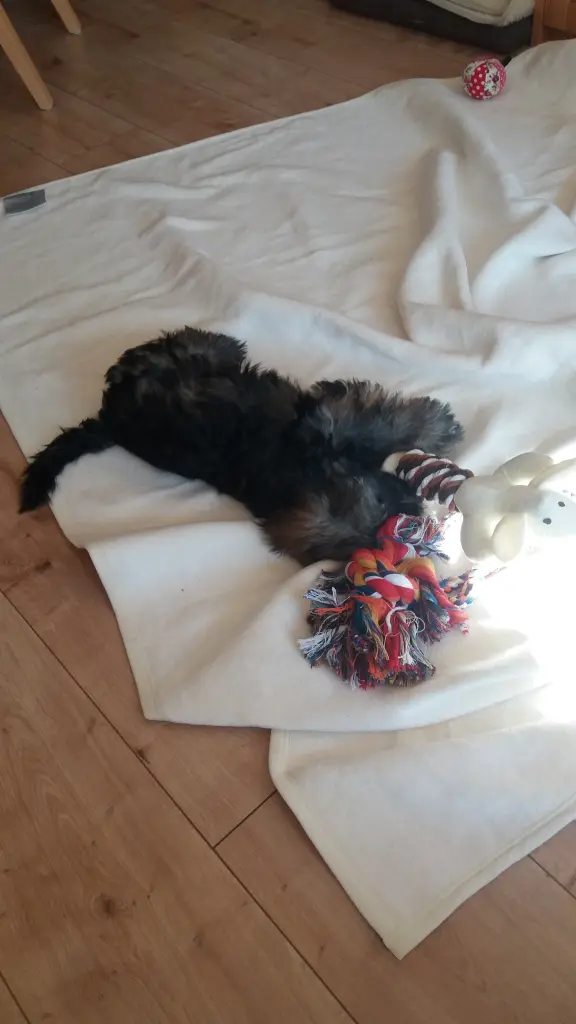 Andachtsbild von Monika mit Seelenkater Carlo tief im Herzen gestorben am 10. Juli 2017