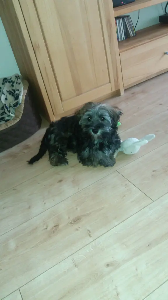 Andachtsbild von Monika und Ulrike mit Brady