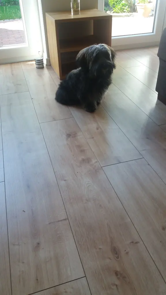 Andachtsbild von Monika mit Carlo im Herzen und Brady an der Leine 