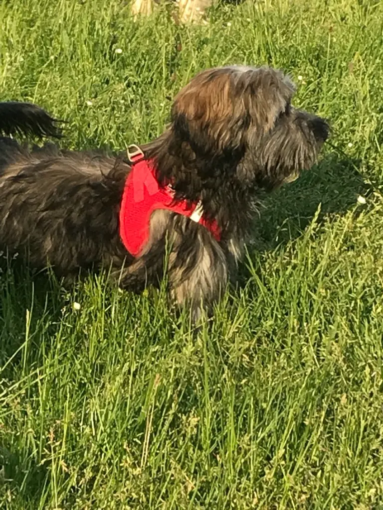 Andachtsbild von Monika mit Carlo im Herzen und Brady an der Leine