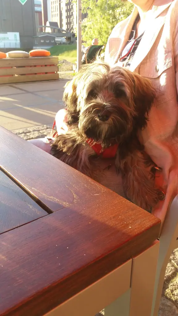 Andachtsbild von Monika mit Carlo im Herzen und Brady an der Leine 