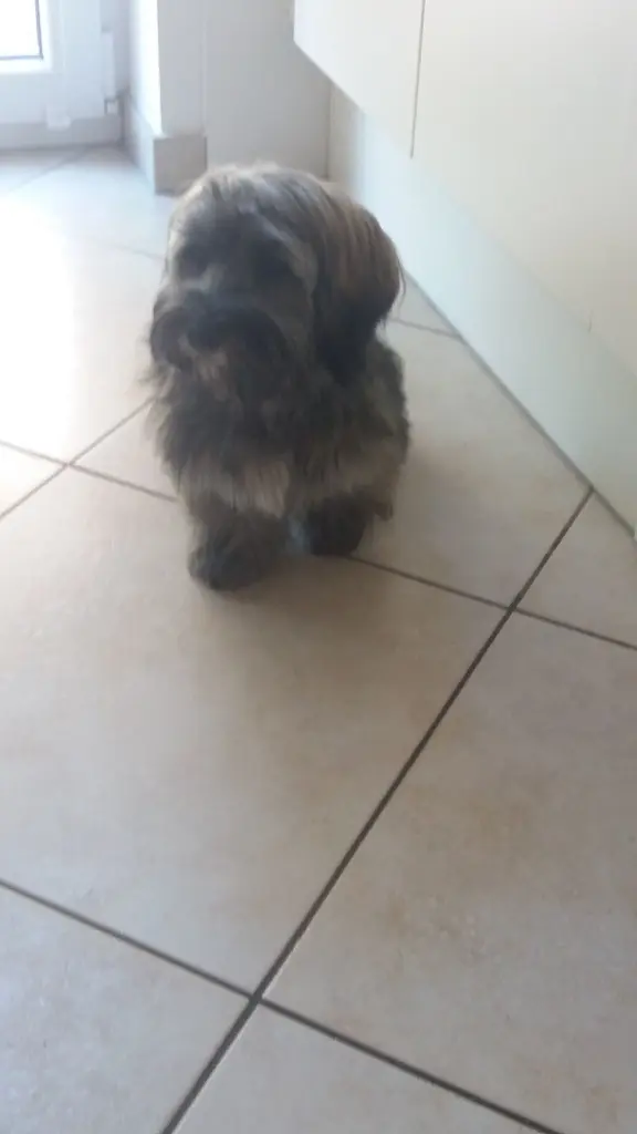 Andachtsbild von Monika mit Seelenkater Carlo tief im Herzen und Knutschkugel Brady 