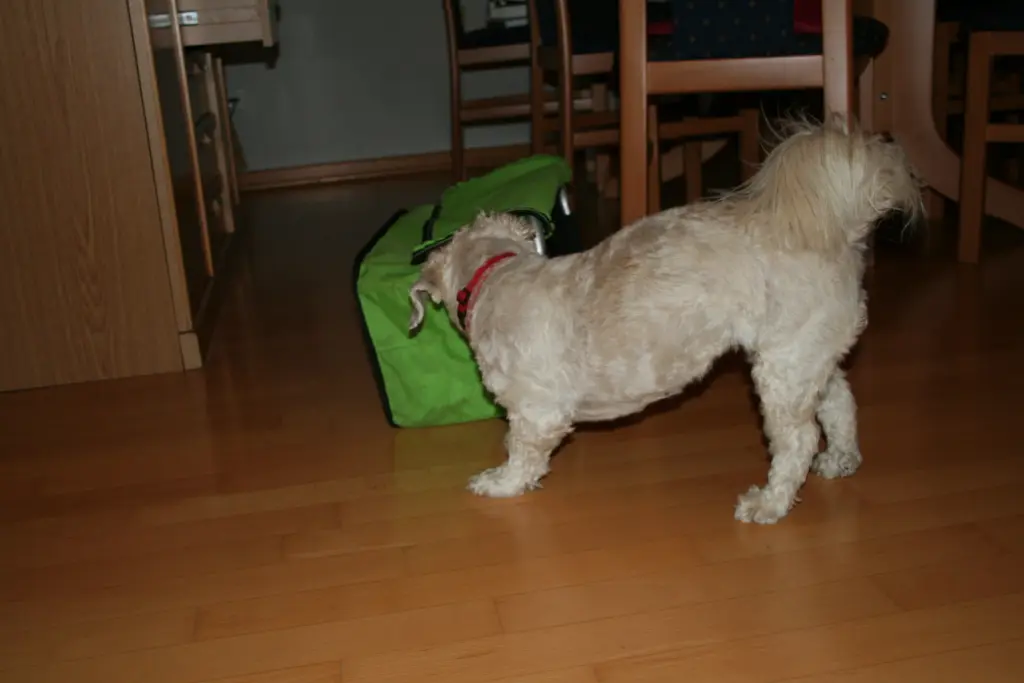 Andachtsbild von Andrea mit Noa im Herzen und Foxy im Leben