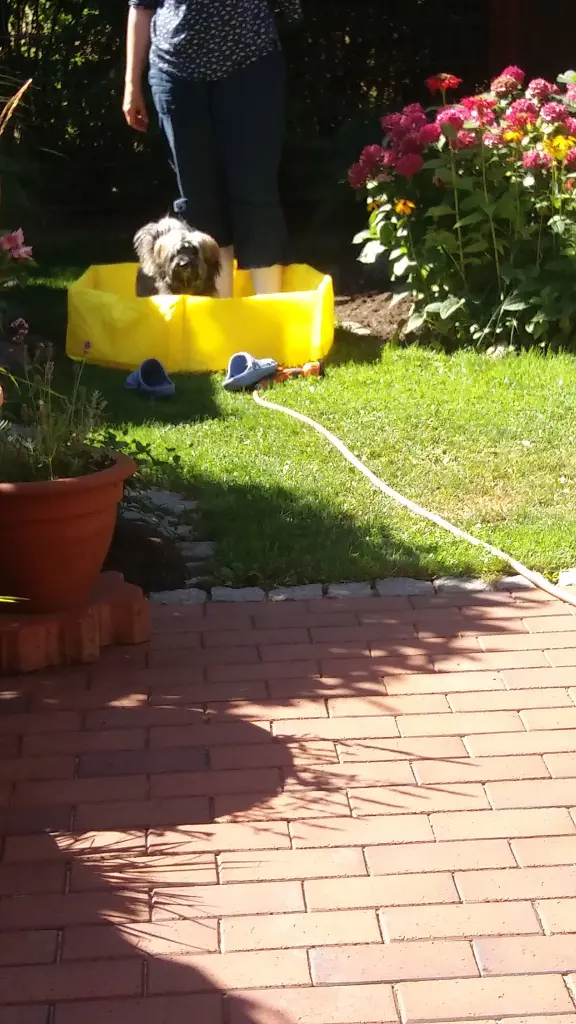 Andachtsbild von Monika mit Carlo im Herzen und Brady im Leben 