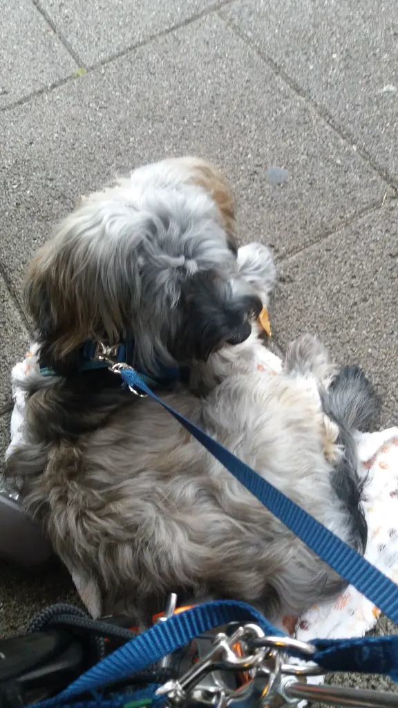 Andachtsbild von Monika mit Carlo und Brady