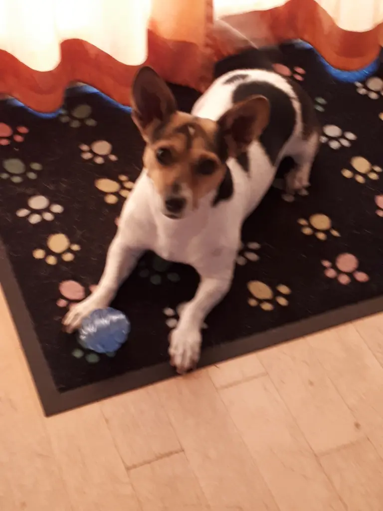 Andachtsbild von Andrea mit Noa im Herzen und Foxy auf dem Schoß