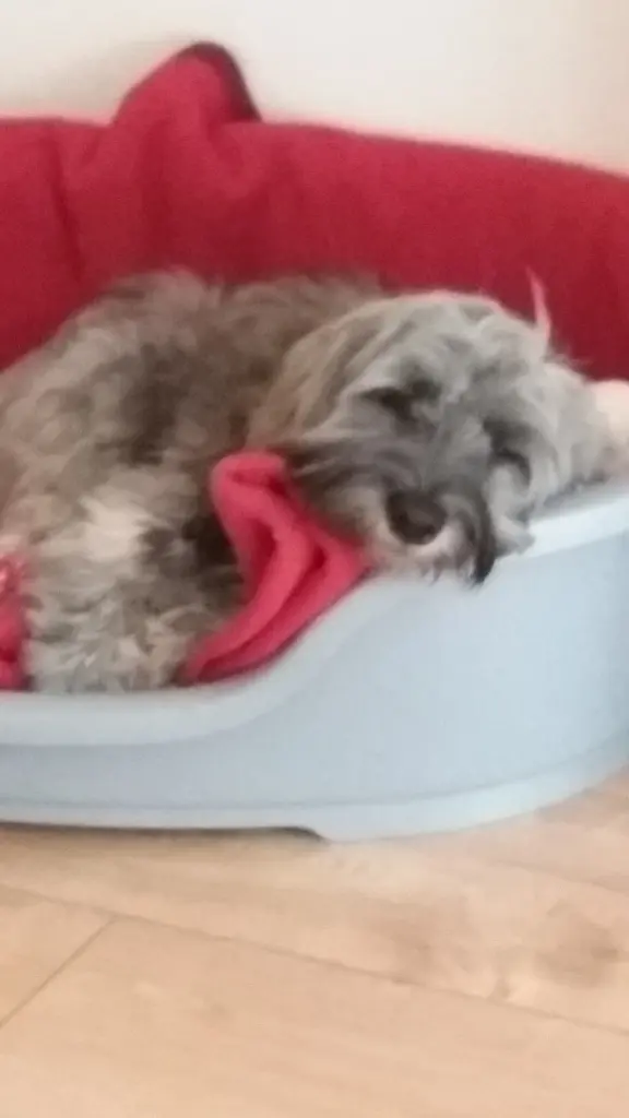 Andachtsbild von Monika mit Carlo und Brady