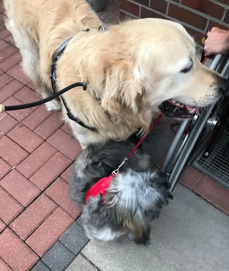 Andachtsbild von Monika und Ulrike mit CARLO und Brady ❤❤