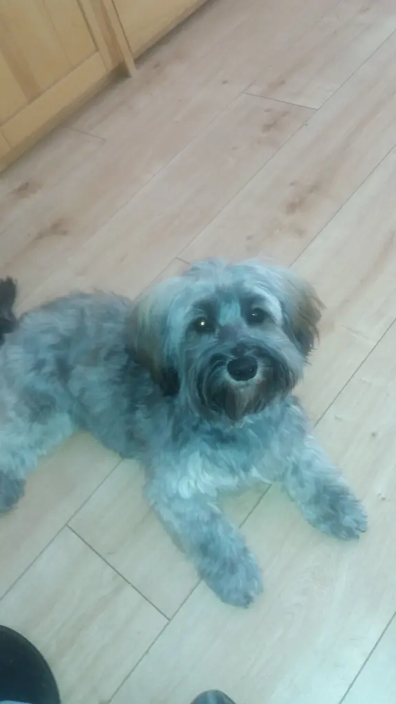 Andachtsbild von Monika mit Carlo und Brady