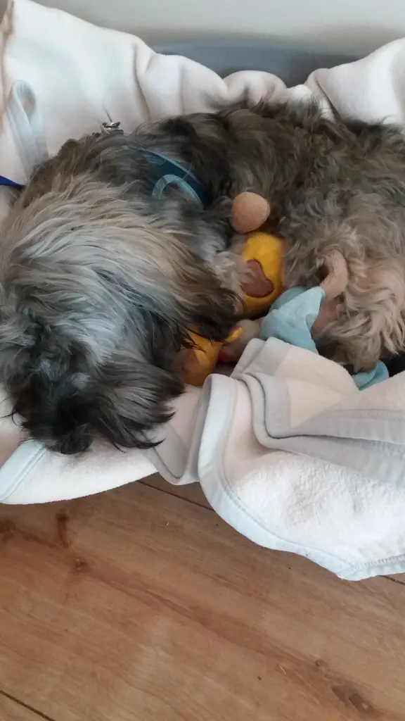 Andachtsbild von Deiner Moni mit Knutschkugel Brady 