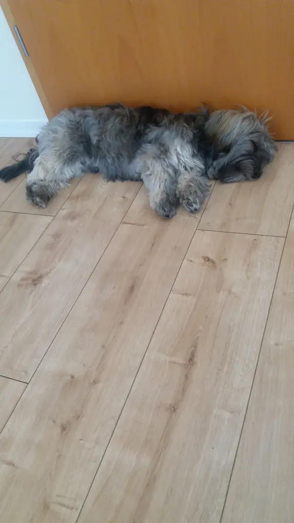 Andachtsbild von Monika und Ulrike mit Brady und dir Carlo tief im Herzen