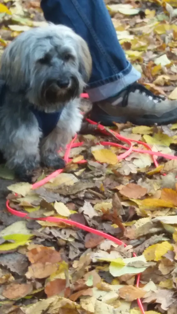 Andachtsbild von Deinen Beiden mit Brady 