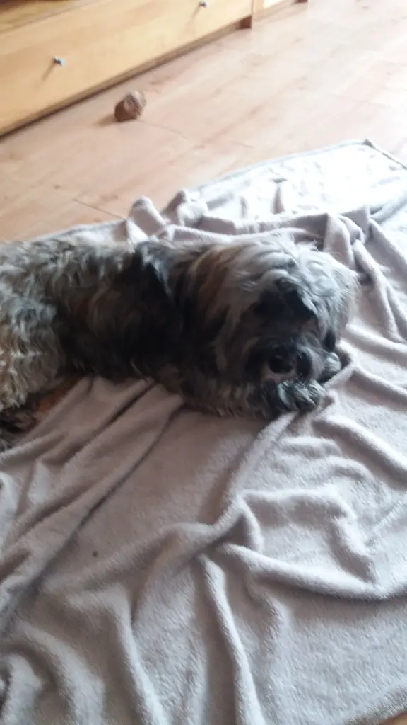 Andachtsbild von Monika und Ulrike mit CARLO und Brady ❤❤