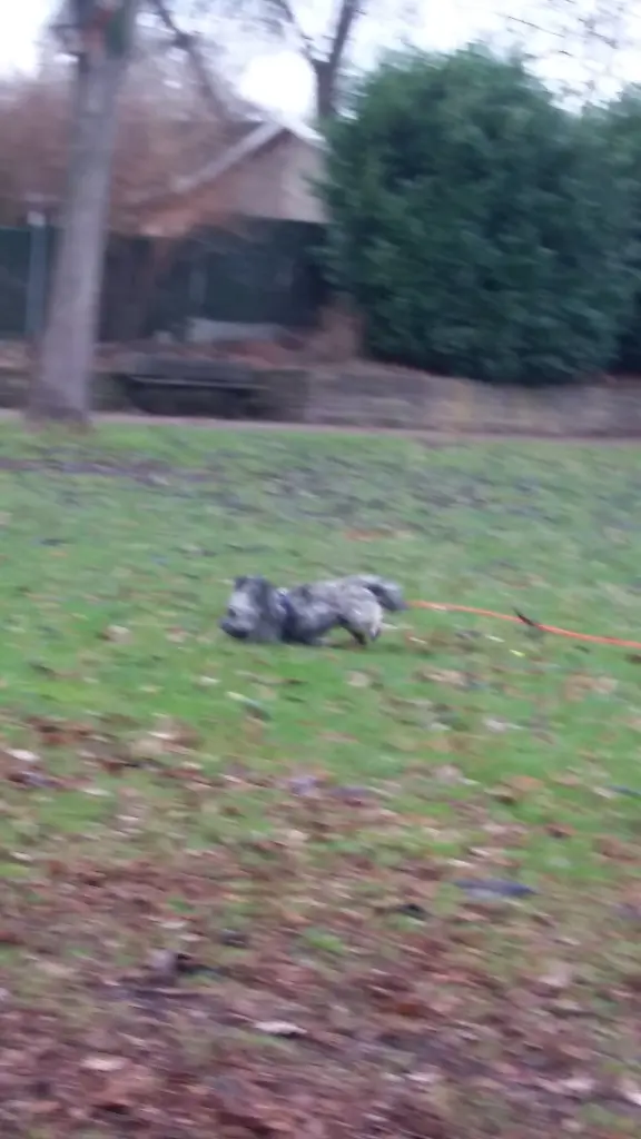 Andachtsbild von Monika und Ulrike mit Brady und Seelenkater Carlo 