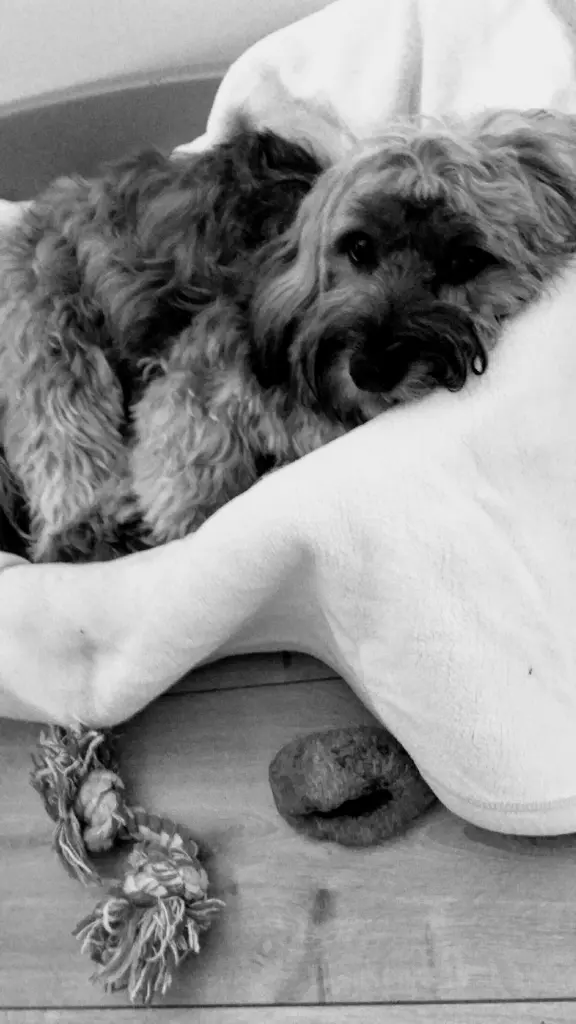 Andachtsbild von Deinen Beiden mit Brady 