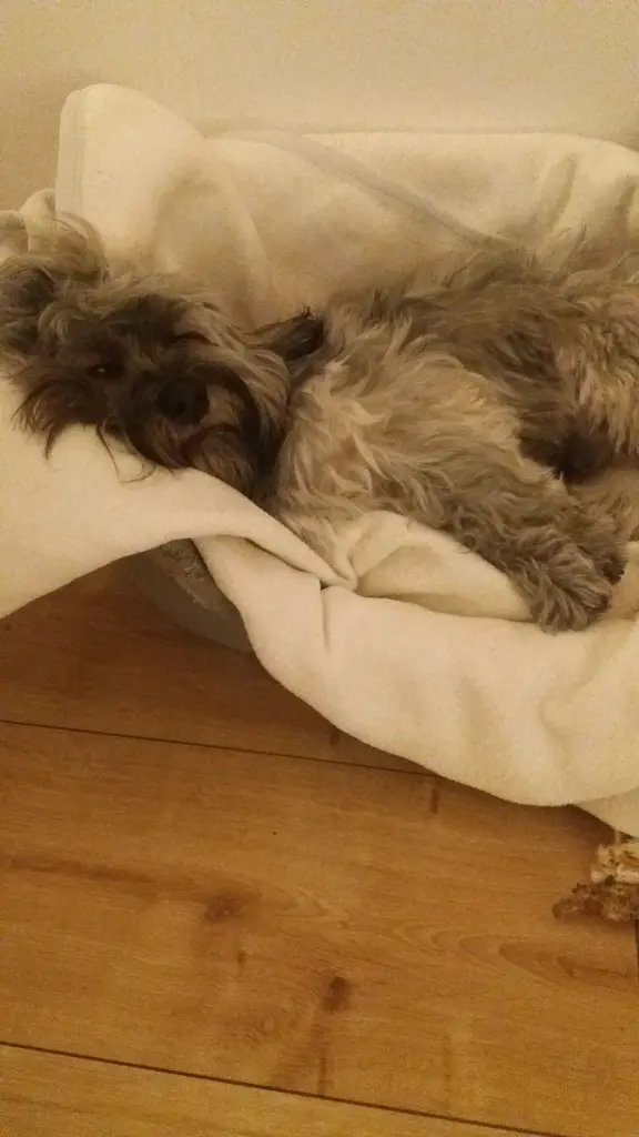 Andachtsbild von Monika und Ulrike mit CARLO und Brady ❤❤