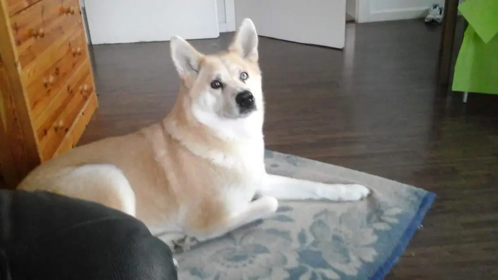 Condolence image of Tina mit Luna im Herzen