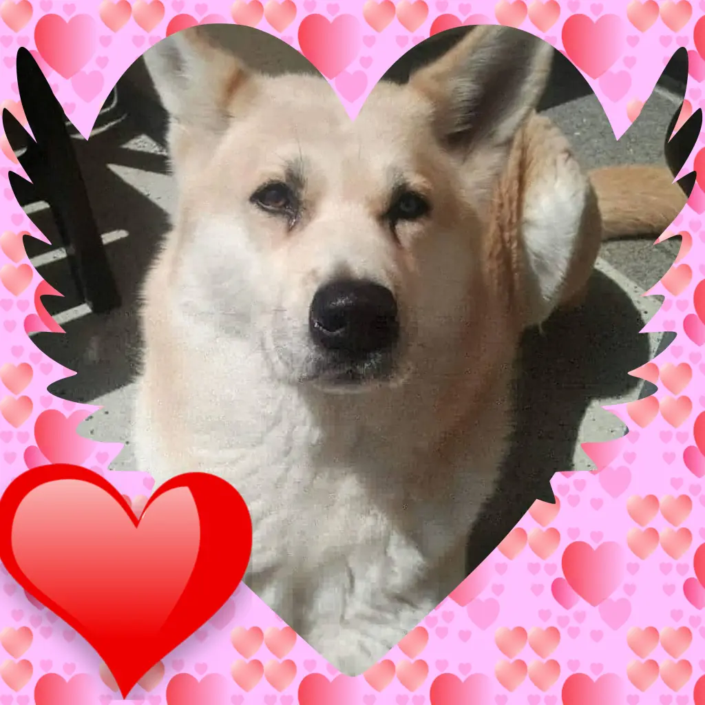 Condolence image of Tina mit Luna und Filou im Herzen 