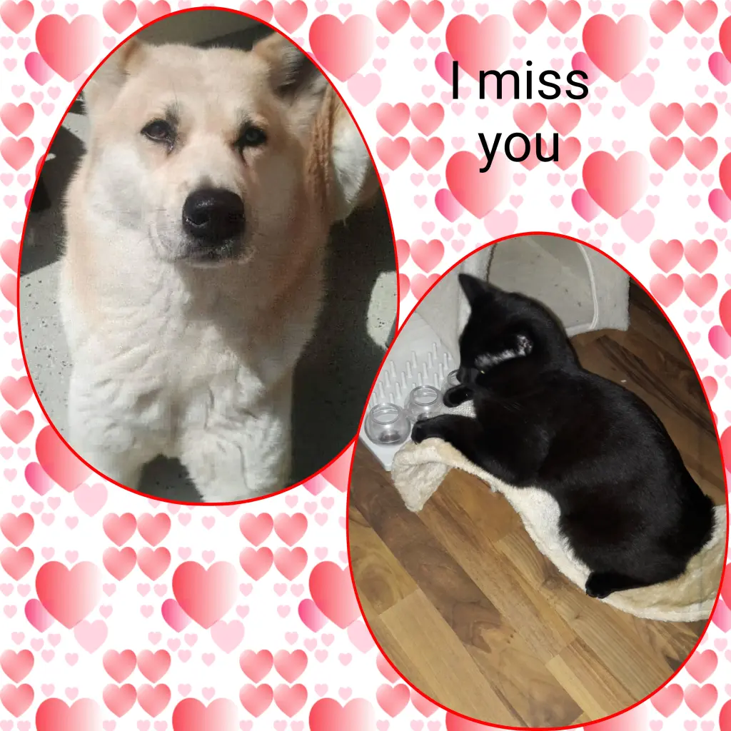 Condolence image of Tina mit Luna und Filou im Herzen 