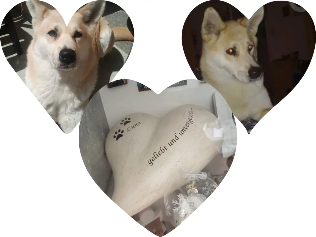 Condolence image of Tina mit Luna und Filou im Herzen 