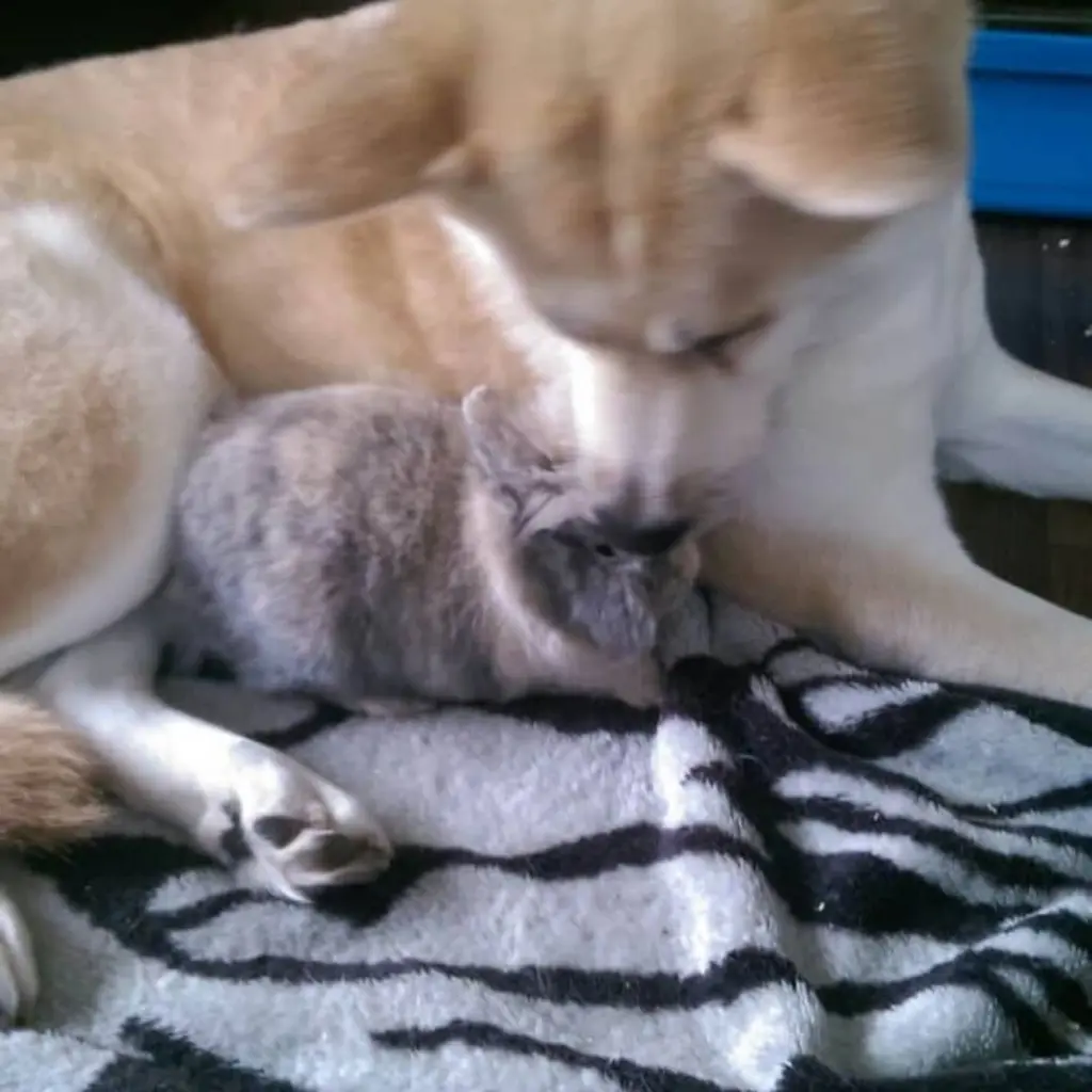 Condolence image of Tina mit Luna und Filou im Herzen 