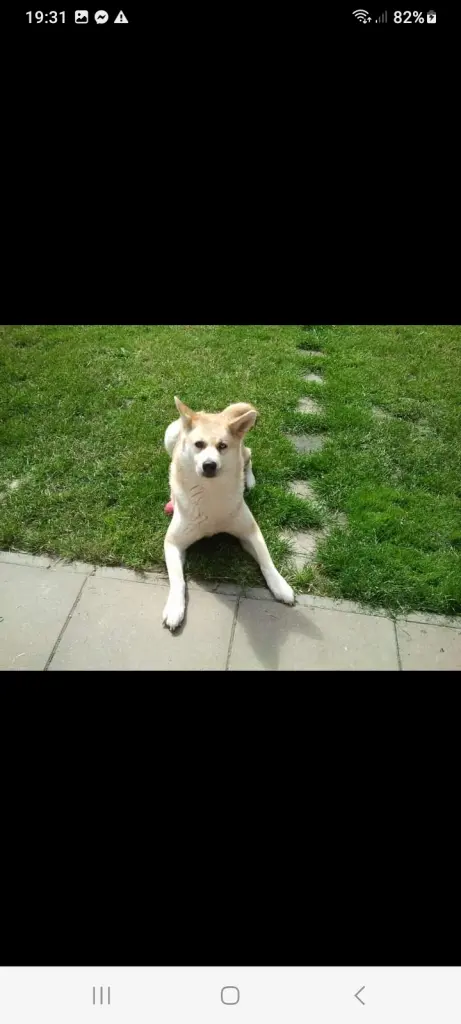 Condolence image of Tina mit luna und Filou im Herzen 