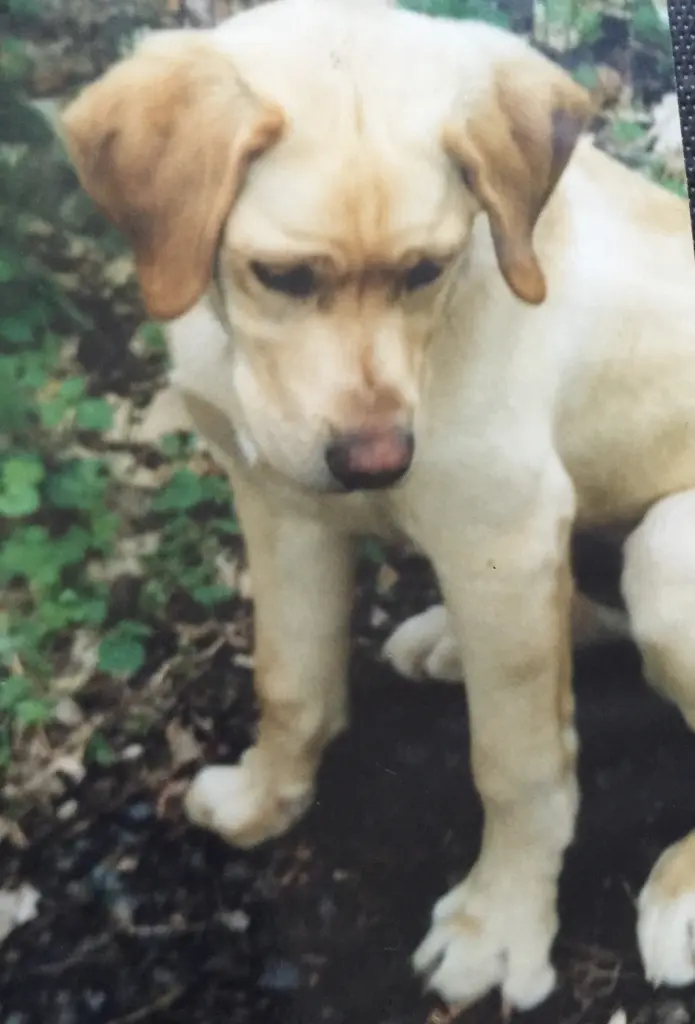 Image from Balouchen 