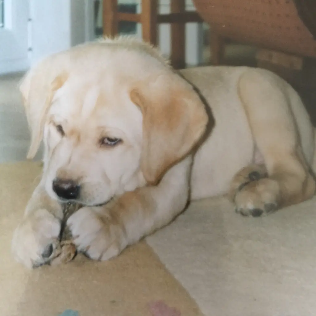 Image from Balouchen 