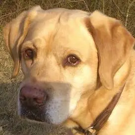 Image from Balouchen 