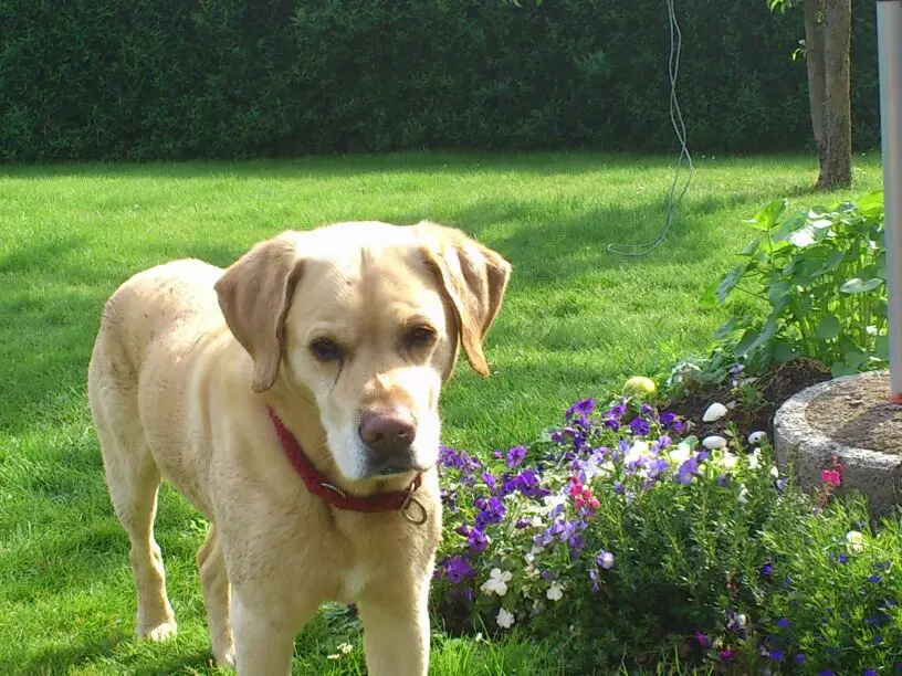 Image from Balouchen 