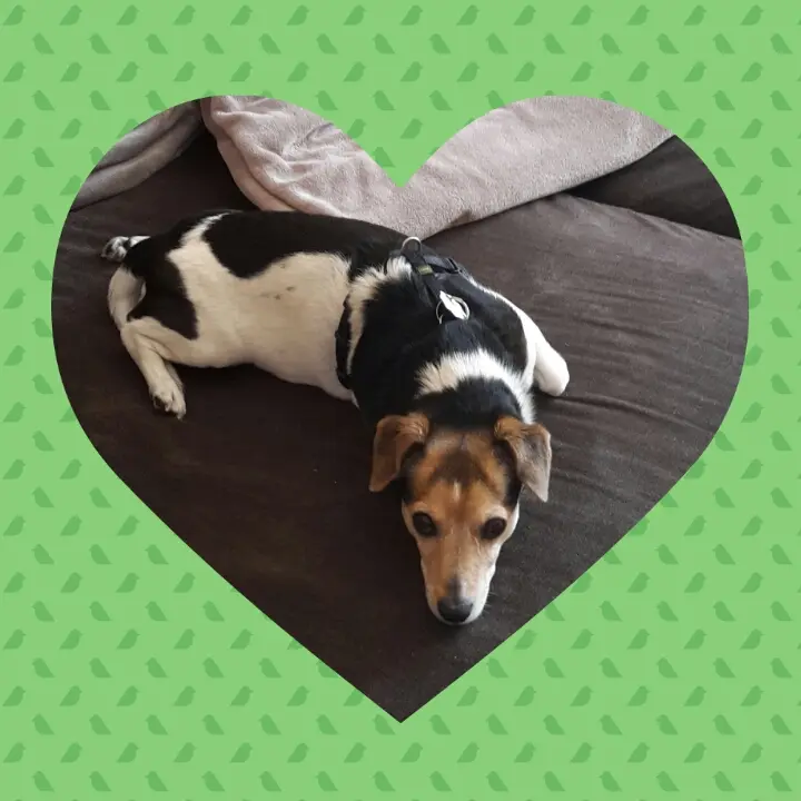 Condolence image of Sonja mit Spike im Herzen