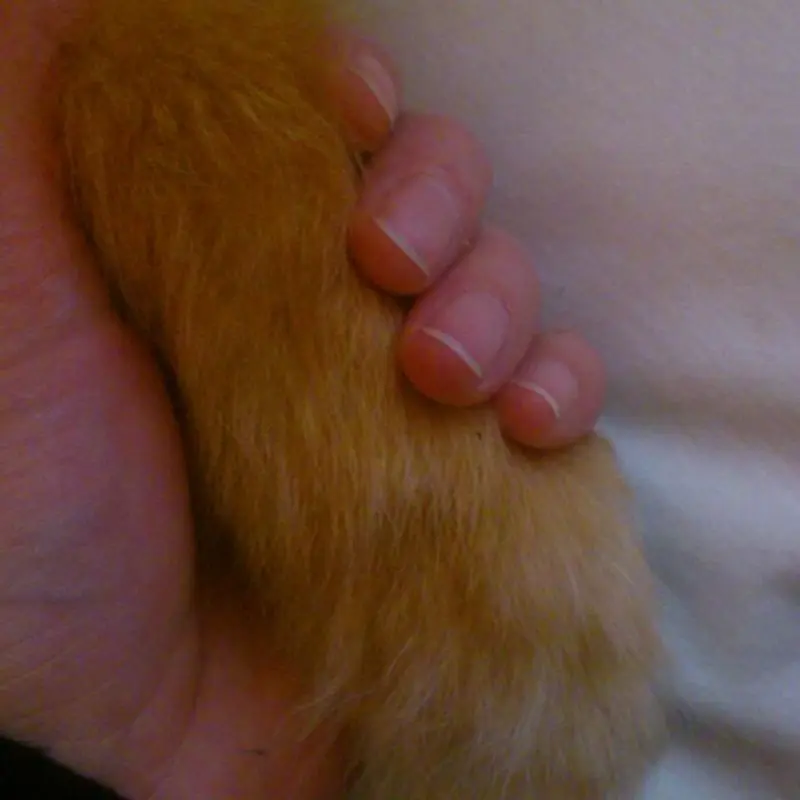 Condolence image of Susanne mit Sternenhunden Rocky&Foxy