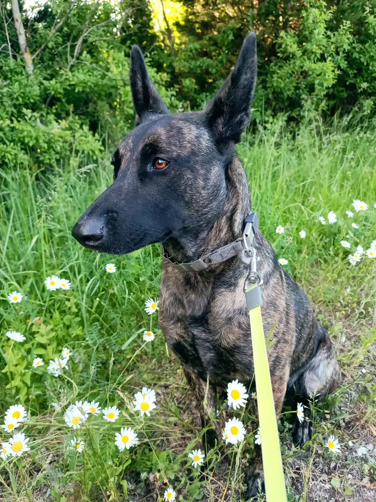 Andachtsbild von Claudia mit Skylar ganz tief im Herzen ❤️