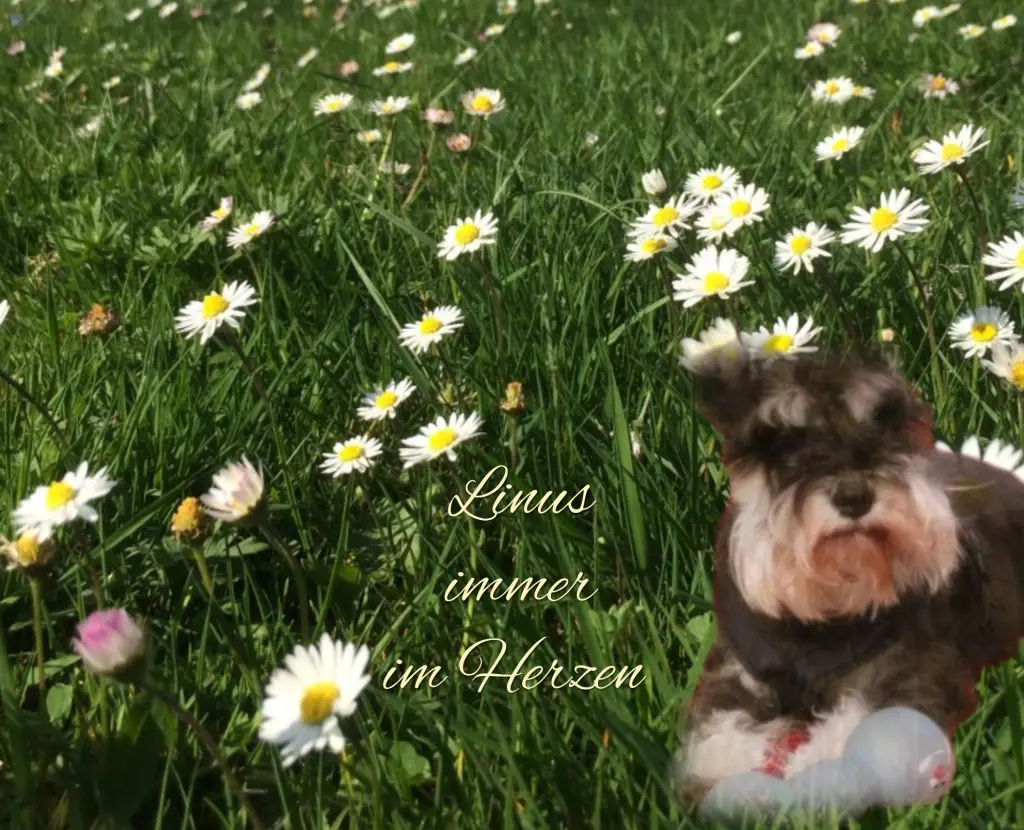 Andachtsbild von Gaby mit Snowy im Herzen 