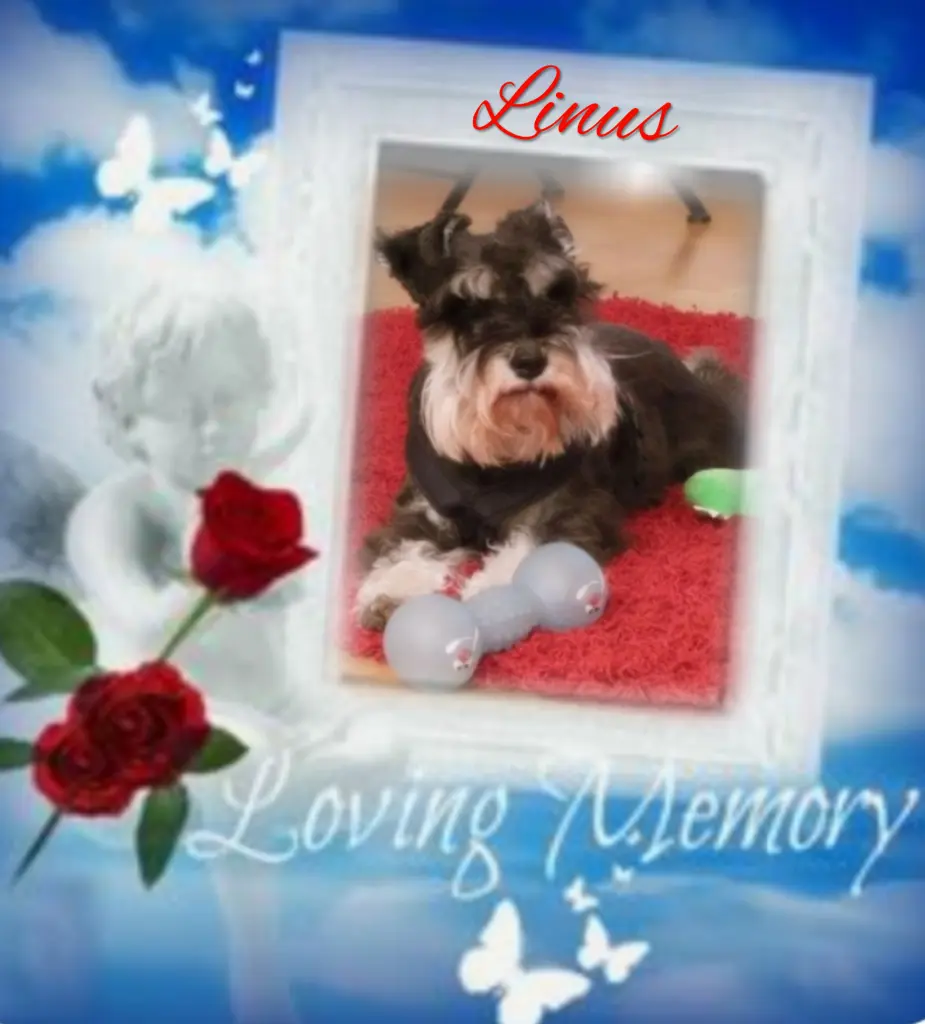 Andachtsbild von Linus♥️ geliebt♥️ und unvergessen♥️