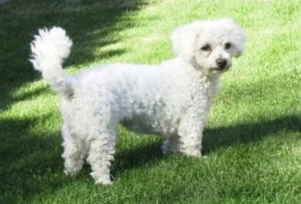 Andachtsbild von Gaby mit Snowy* im Herzen