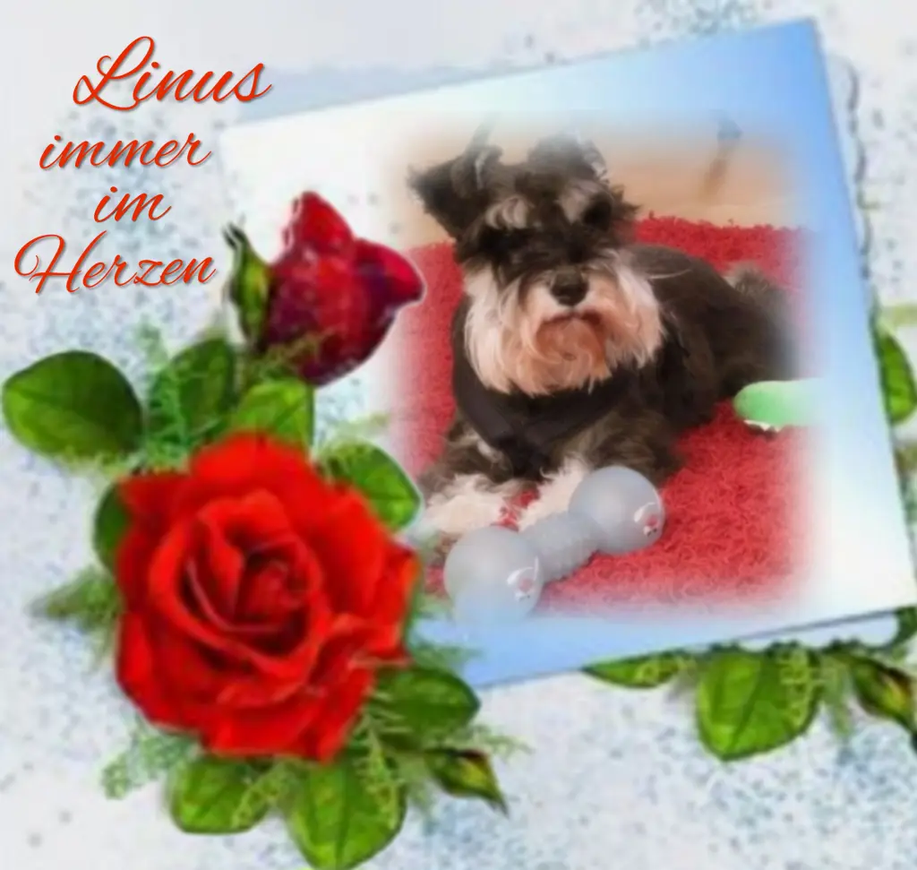 Andachtsbild von Linus♥️ geliebt♥️ und unvergessen♥️