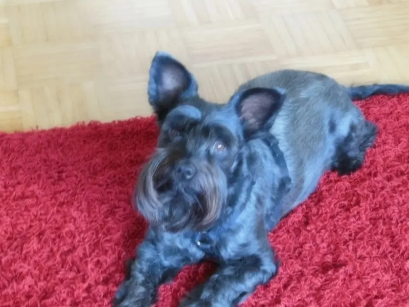 Andachtsbild von Iris 