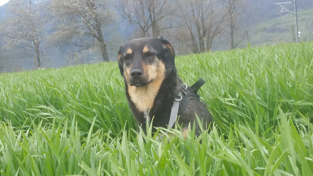 Andachtsbild von In Erinnerung  an Linus & Eliot