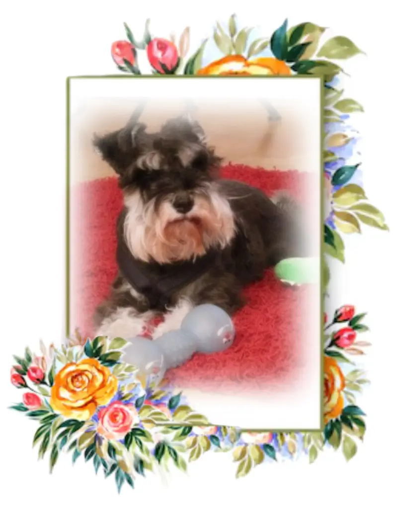 Andachtsbild von Linus♥️ geliebt♥️ und unvergessen♥️