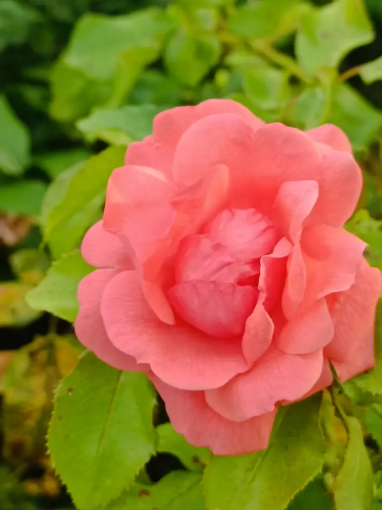 Andachtsbild von Claudia mit Skylar ganz tief im Herzen ❤️