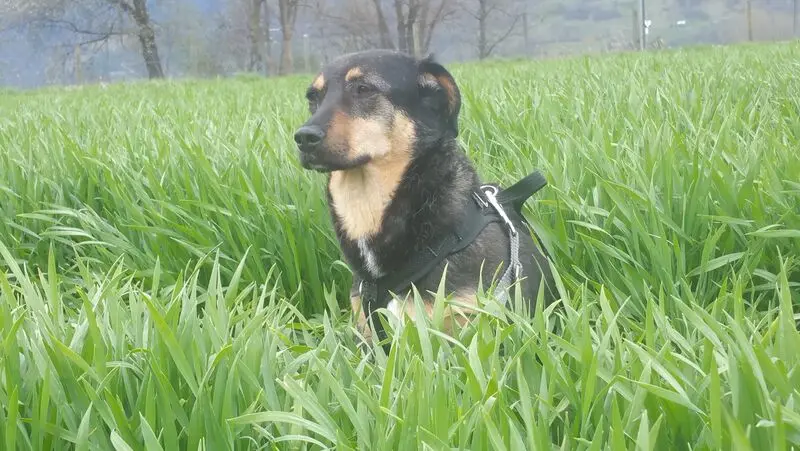 Andachtsbild von Unbekannt